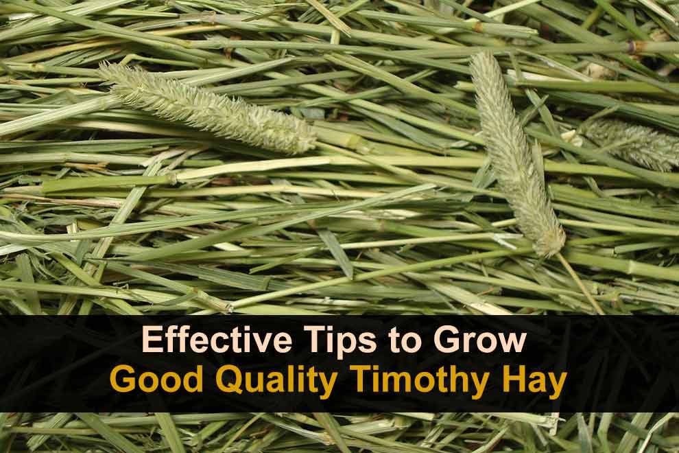 tips-to-grow-good-quality-timothy-hay
