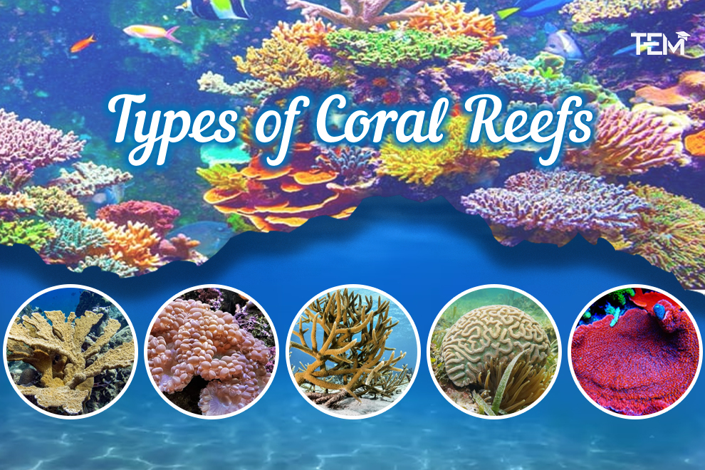 Types-of-Coral-Reefs
